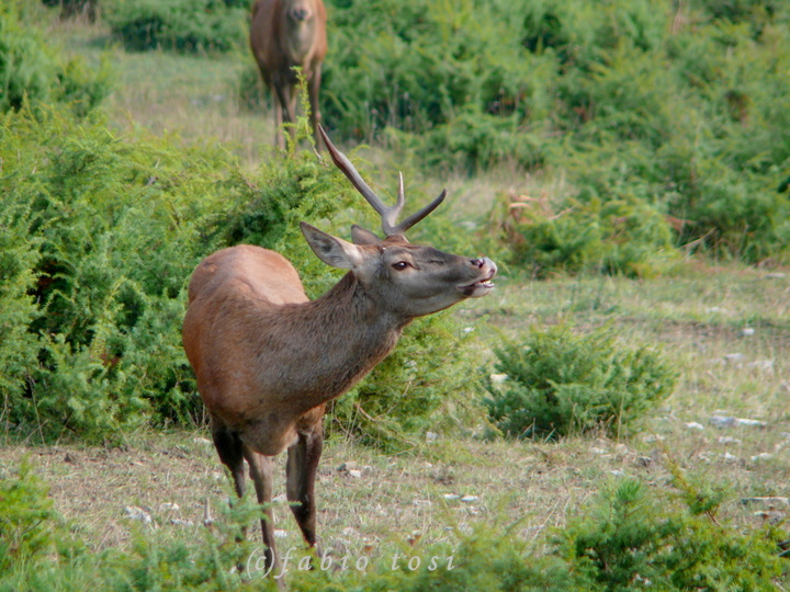 Alla corte di Sua Maest l''Unicorno - (fotoracconto fantasy)